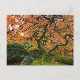 Esdoorn bij de Japanse Tuinen in de herfst Briefkaart