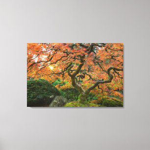 Esdoorn bij de Japanse Tuinen in de herfst Canvas Afdruk