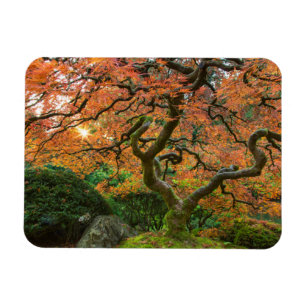 Esdoorn bij de Japanse Tuinen in de herfst Magneet