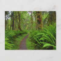 Esdoorn Glade-pad, varens en mos begroeid