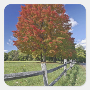 Esdoorn in herfstkleuren, nabij Concord, 2 Vierkante Sticker