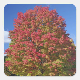 Esdoorn in herfstkleuren, nabij Concord, Vierkante Sticker