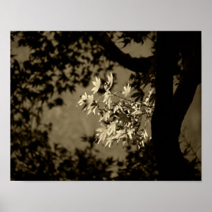 Esdoorn in sepia poster