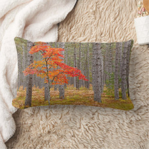 Esdoorn met herfstkleuren kussen
