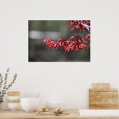 esdoorn, poster (Keuken)