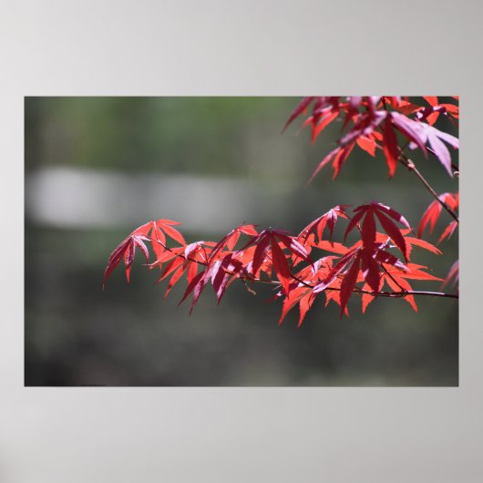 esdoorn, poster (Voorkant)