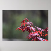 esdoorn, poster (Voorkant)