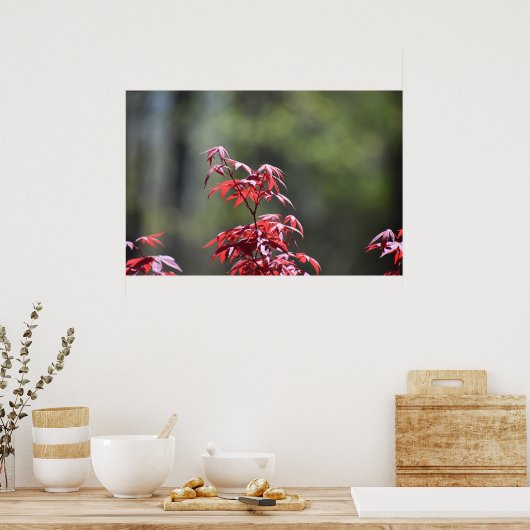 esdoorn, poster (Keuken)