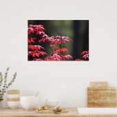 esdoorn, poster (Keuken)