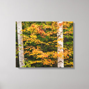 Esdoorn & witte berk White Mountains, NH Canvas Afdruk