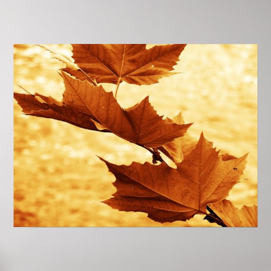 Esdoornblad Canvasprint Poster (Voorkant)