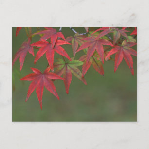 Esdoornbladeren, Katsura, Kyoto, Japan Briefkaart