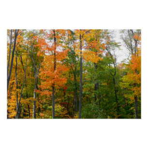 Esdoornbomen in de herfst Natuurfotografie Perfect Poster