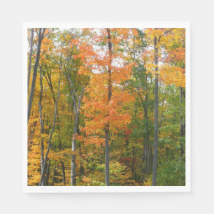 Esdoornbomen in de herfst Natuurfotografie Servet