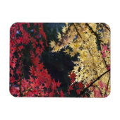 Esdoornbomen in herfstkleuren magneet (Horizontaal)