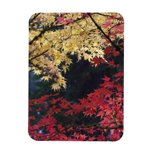 Esdoornbomen in herfstkleuren magneet (Verticaal)