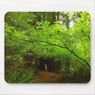 Esdoornbomen in Redwood Forest Muismat