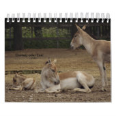 Esel oder Donkey als Kalender (Hoes)
