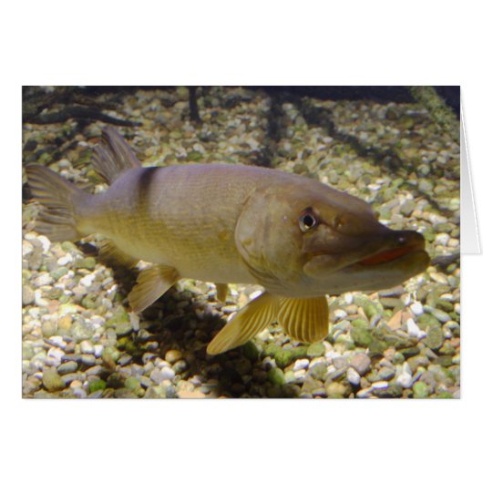 Esox lucius (Devant horizontal)