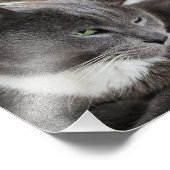 Espace photo de votre animal de compagnie (Coin)