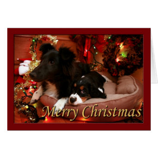 Espagnol Springer anglais, Espagnol Springer, Espa