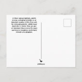 Espèces de lapin de Caroline du Sud Carte postale (Dos)