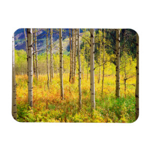 Espenbomen in de herfst in de Rockies Magneet