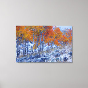 Espenbomen in herfstkleuren, Bighorn Mountains, Canvas Afdruk