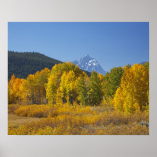 Espenbomen met het Teton-gebergte Poster