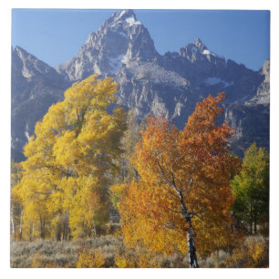 Espenbomen met het Teton-gebergte Tegeltje