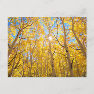 Espenbomen Sierra Nevada-gebergte, CA Briefkaart
