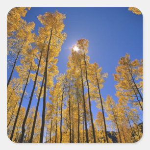 Espenbos in de herfst in de San Juan Range van Vierkante Sticker