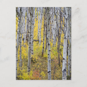 Espenbos in hoogtepunt van herfstkleuren in Glacie Briefkaart