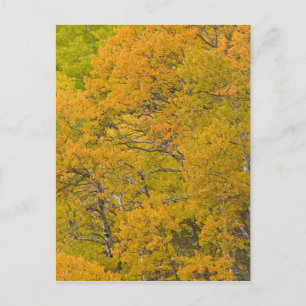 Espenbosje in hoogtepunt herfstkleuren bij East Briefkaart