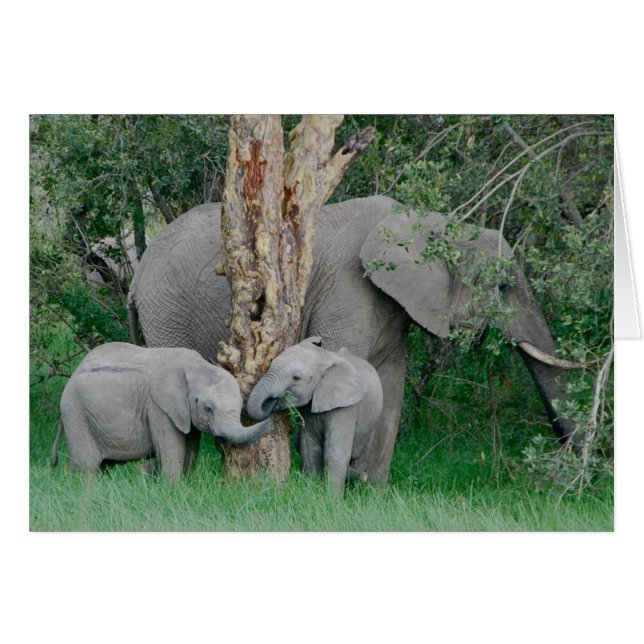 Esprits gentils (Devant horizontal)