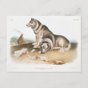 Esquimaux Dog (Canis familiaris) van Noord-Amerika Briefkaart