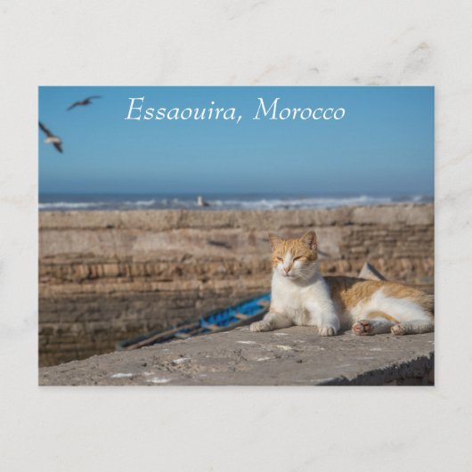 Essaouira, Marokko | Kat van het Zee Briefkaart (Voorkant)