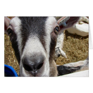 Est-Ce De La Nourriture De Caméra ?