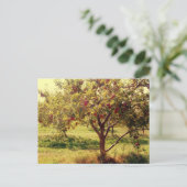 Et les pommes Carte postale (Debout devant)