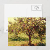 Et les pommes Carte postale (Devant / Derrière)