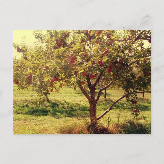 Et les pommes Carte postale (Devant)