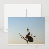 Et s'assit une carte postale d'araignée (Devant / Derrière)