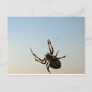 Et s'assit une carte postale d'araignée