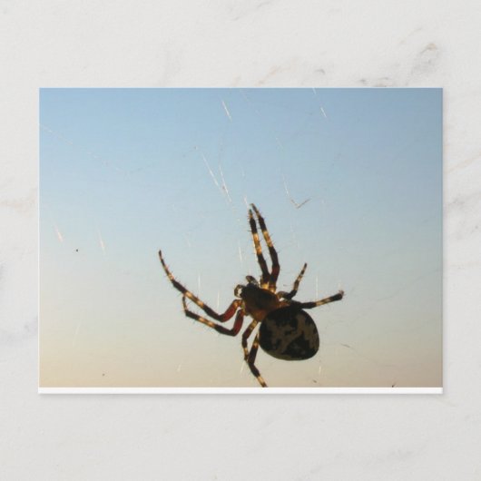 Et s'assit une carte postale d'araignée (Devant)