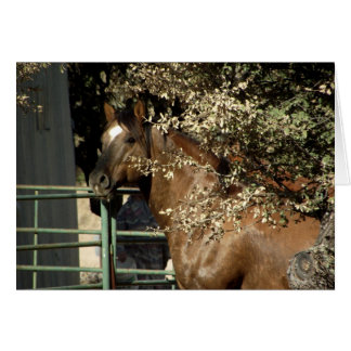 Étalon de Cheval Dusty, Quartier