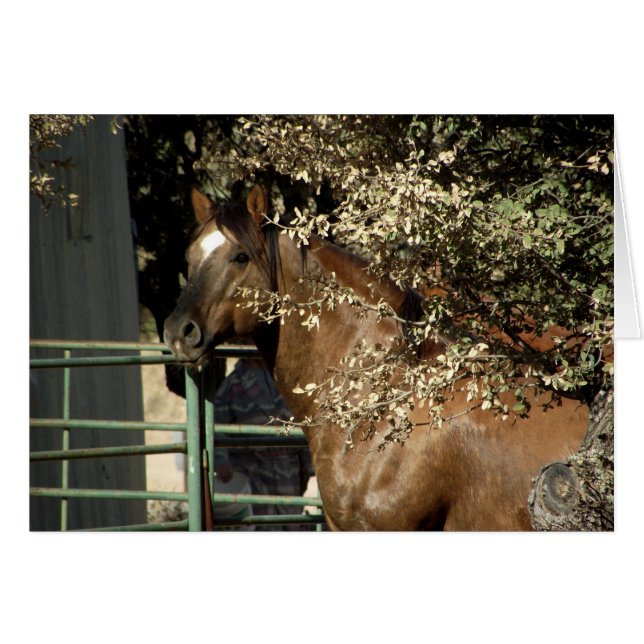 Étalon de Cheval Dusty, Quartier (Devant horizontal)