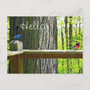 Étamine d'indigo de carte postale et gros-bec rose