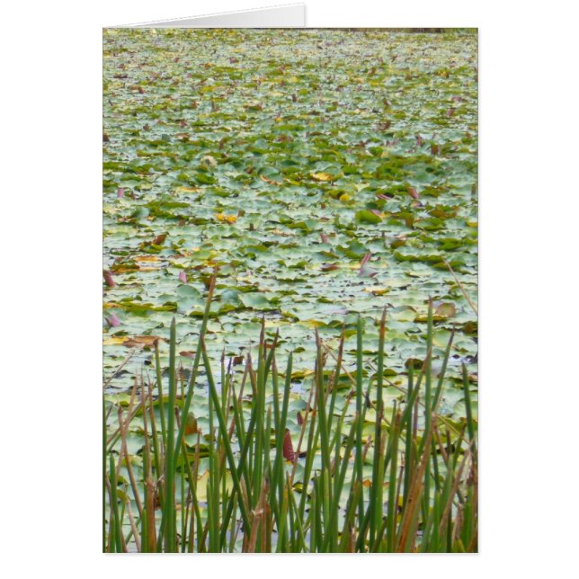 étang de verdure (Devant)