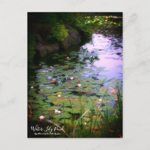 Etang Lily : Carte postale
