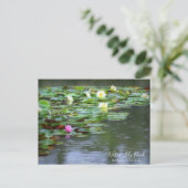 Etang Lily : Carte postale (Debout devant)